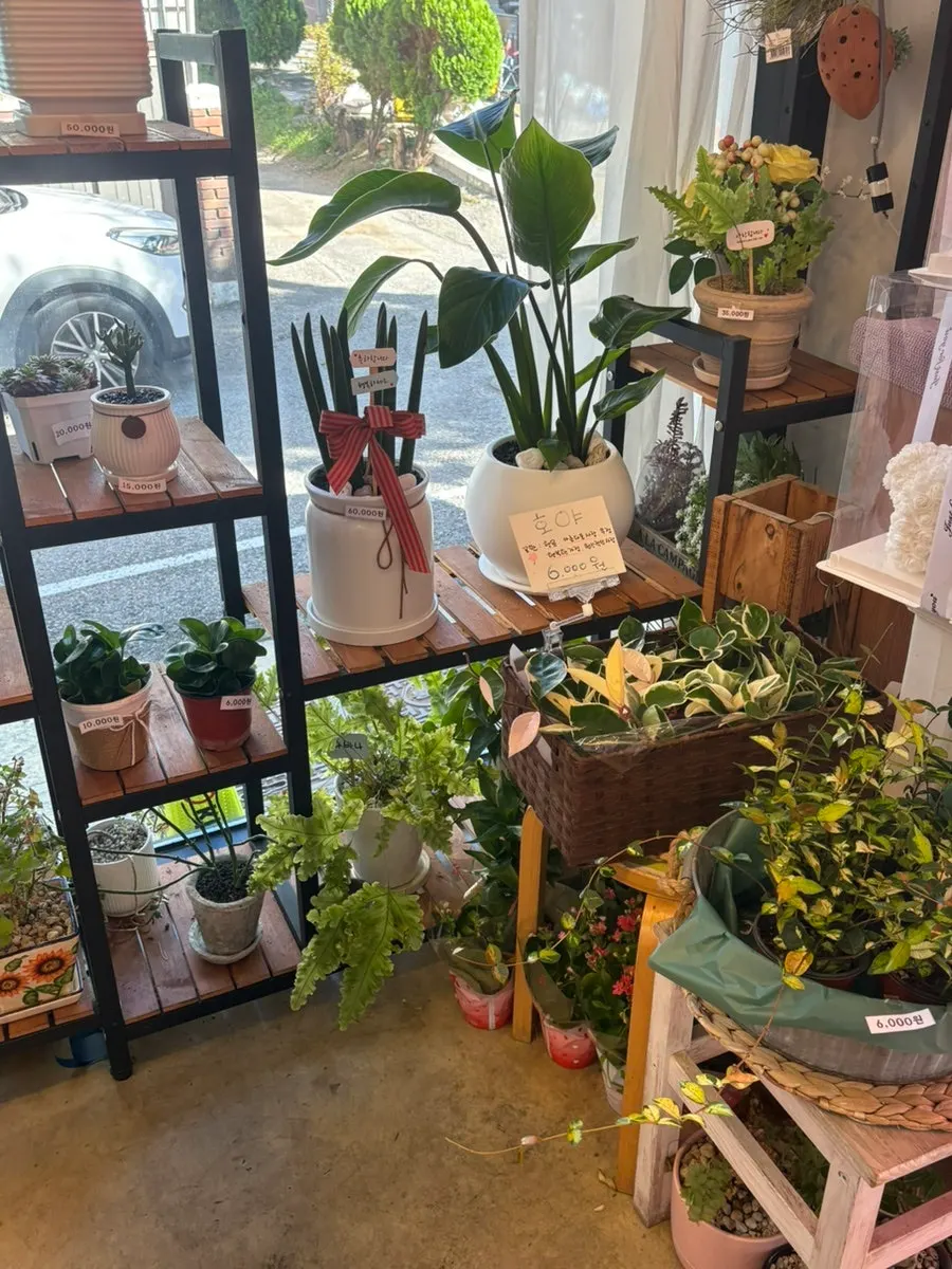 Potted plants for opening gifts