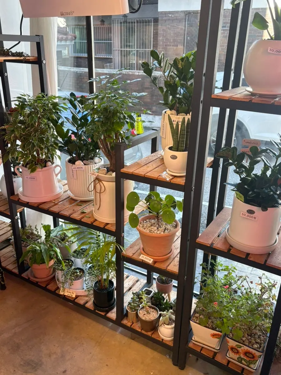 Stylish plant pots