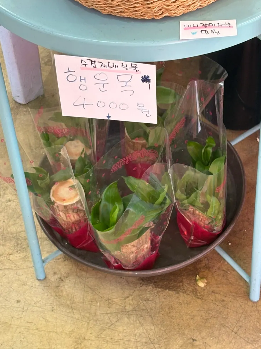 Long-lasting preserved flowers