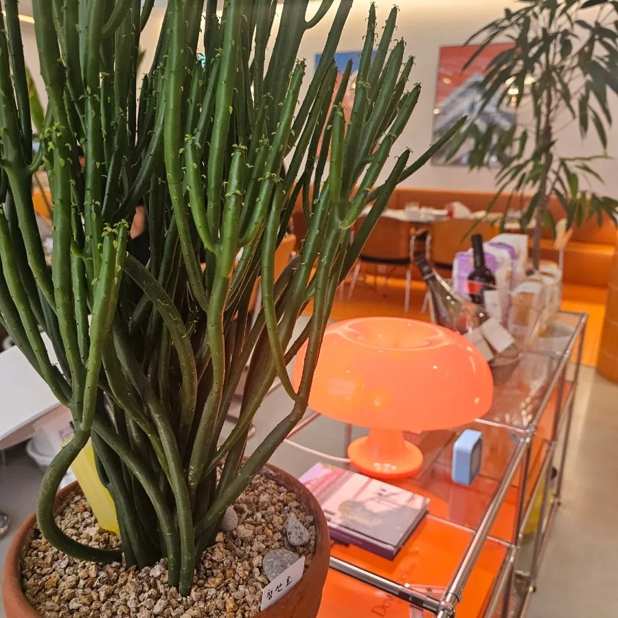 Dooblock's orange-themed interior