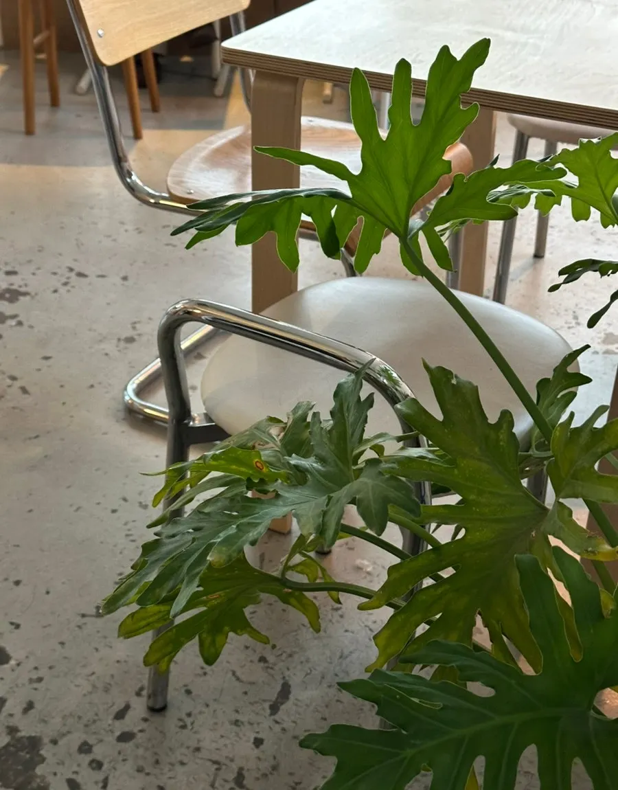 Comfortable-mood interior of Ieo Coffee Roasters Gongdeok Branch