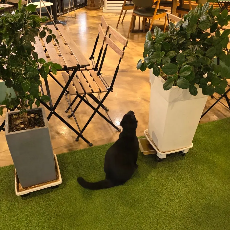 A cat greeting guests among the plants on the first floor
