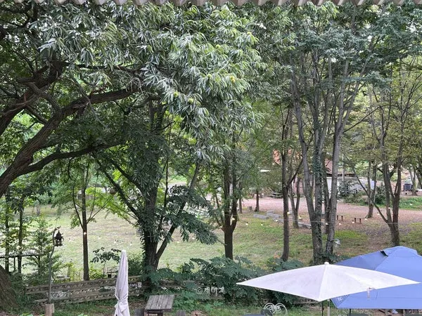 Dense trees and forest surrounding the café