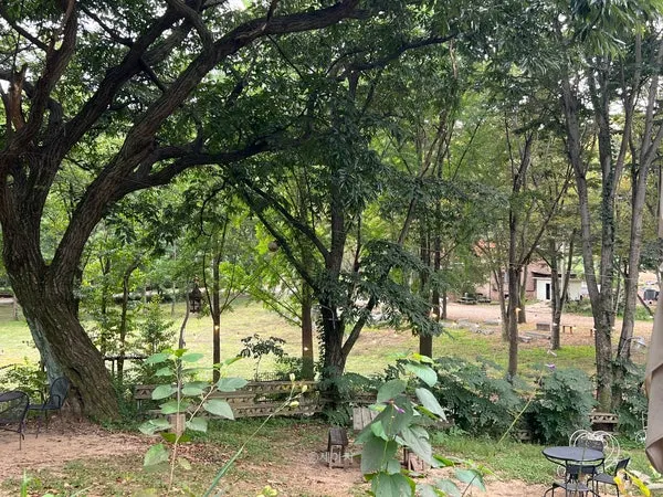 Café garden enclosed by forest like a fence