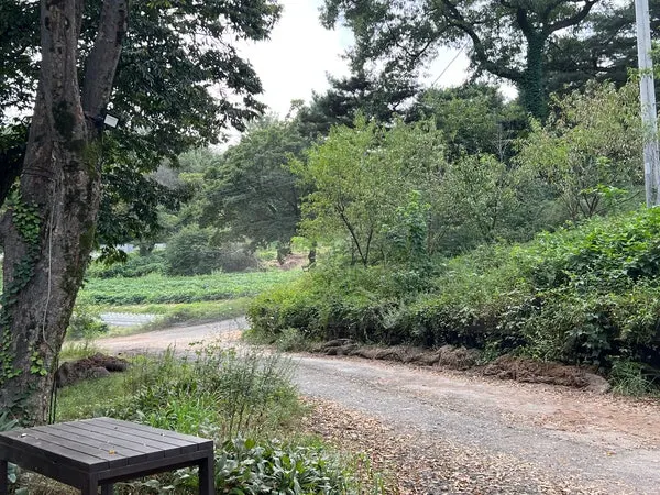 Uphill entrance road leading to the café