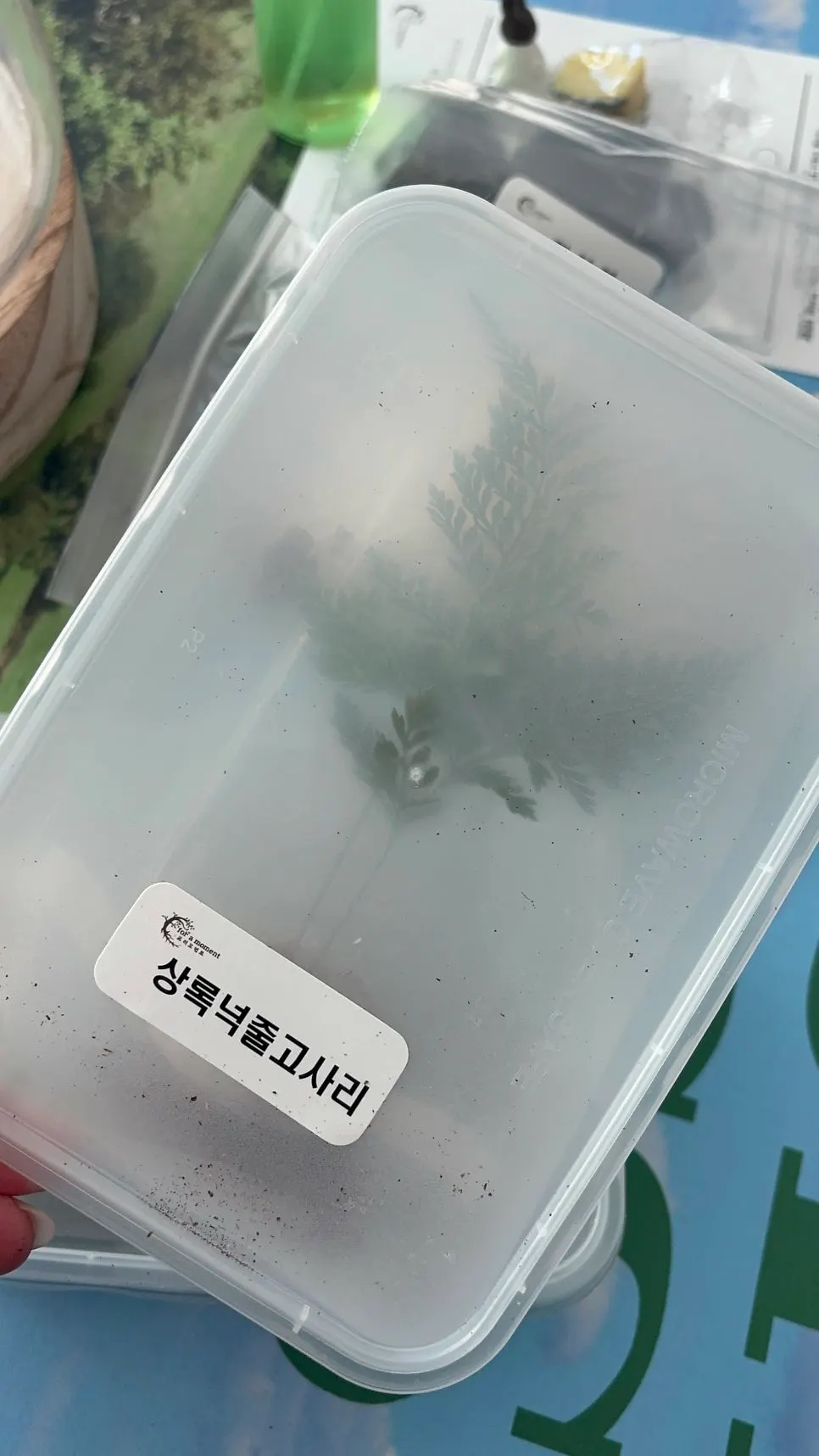이끼와 식물을 함께 배치한 테라리움