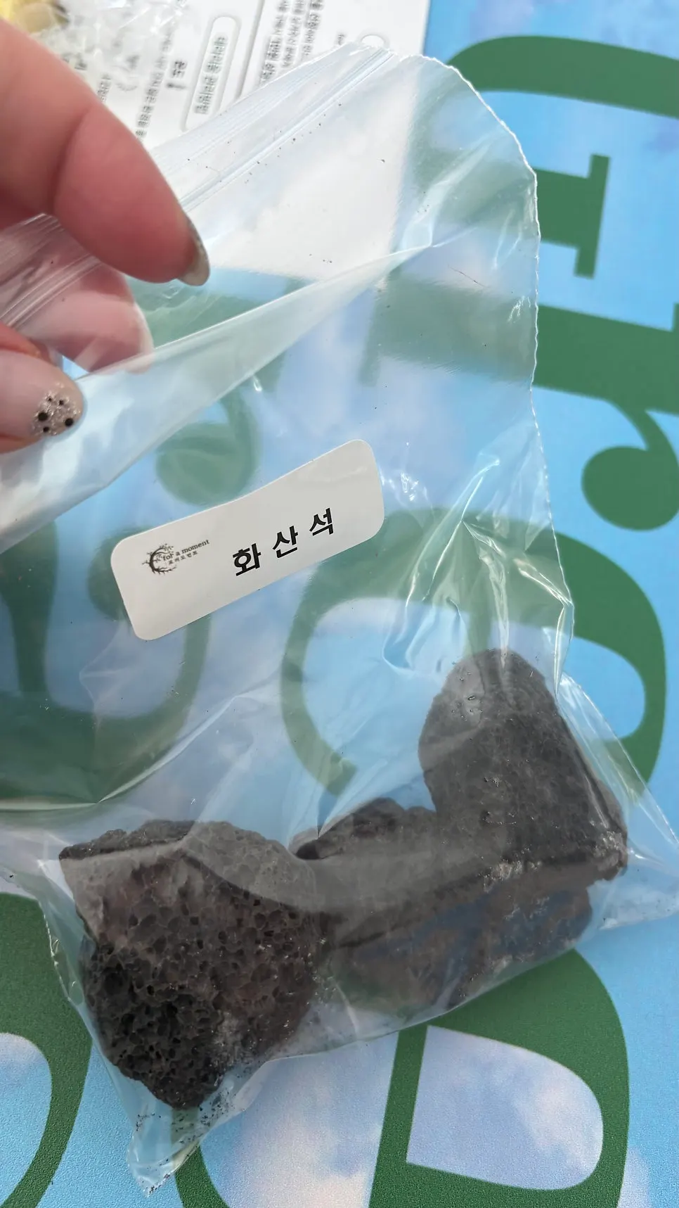 이끼와 식물이 어우러진 실내 테라리움