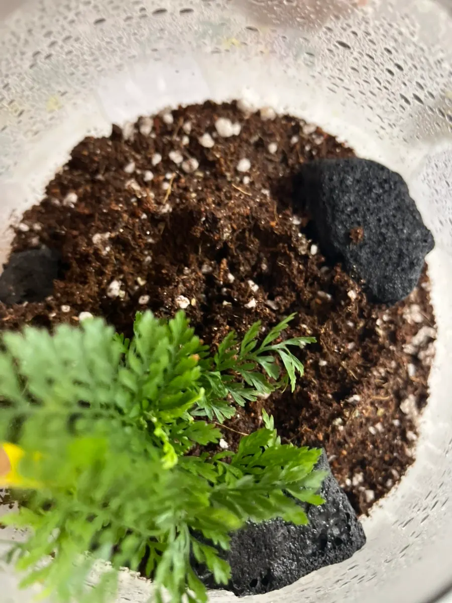 아이와 함께 배치할 테라리움 재료와 장식