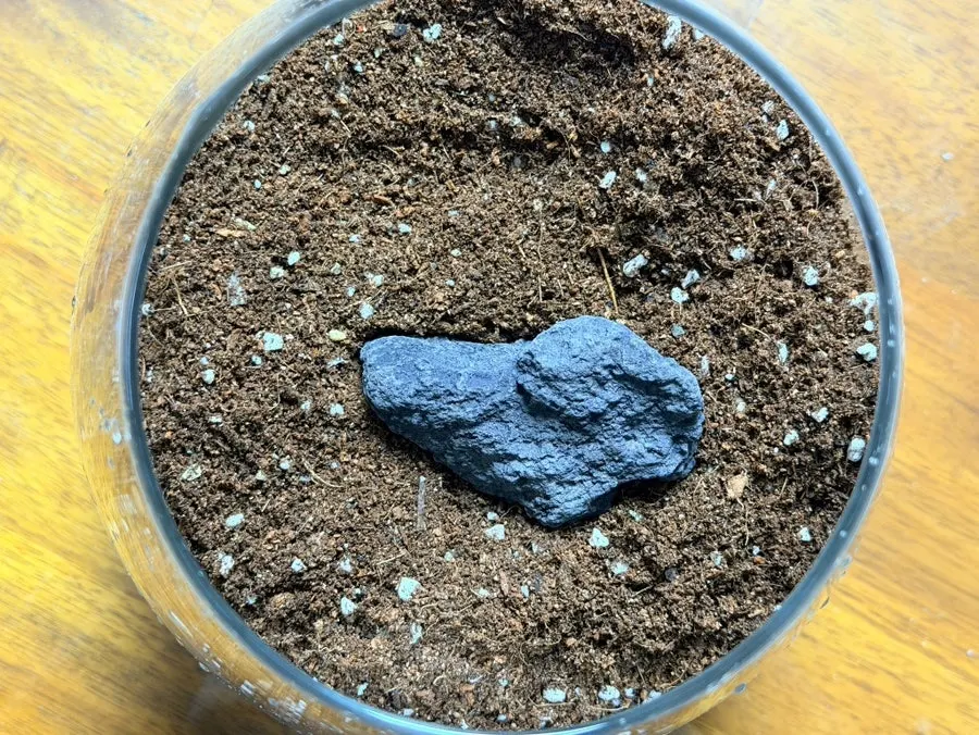 테라리움 흙 위에 올려두는 화산석