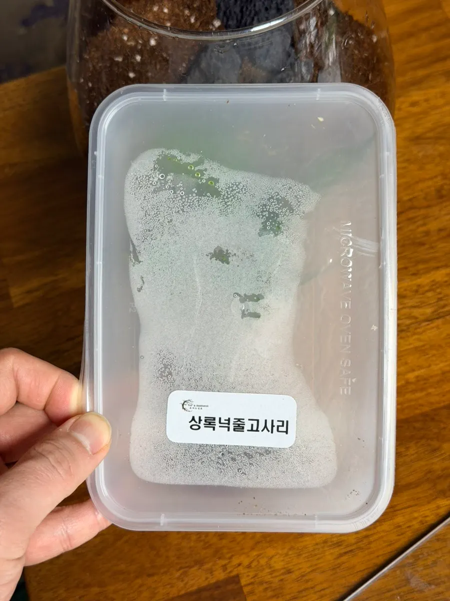 테라리움에 심을 고사리와 비단이끼