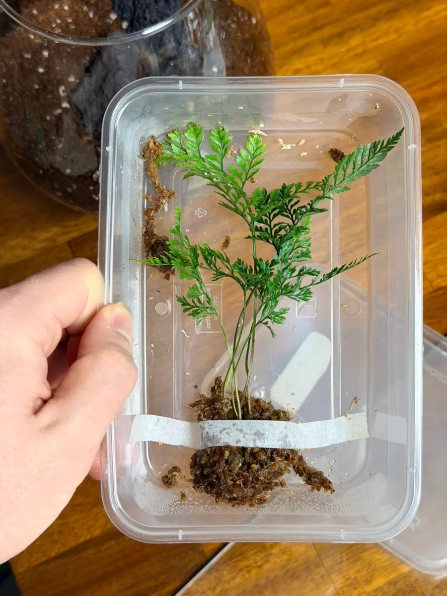 처음 테라리움에 선택한 식물과 이끼