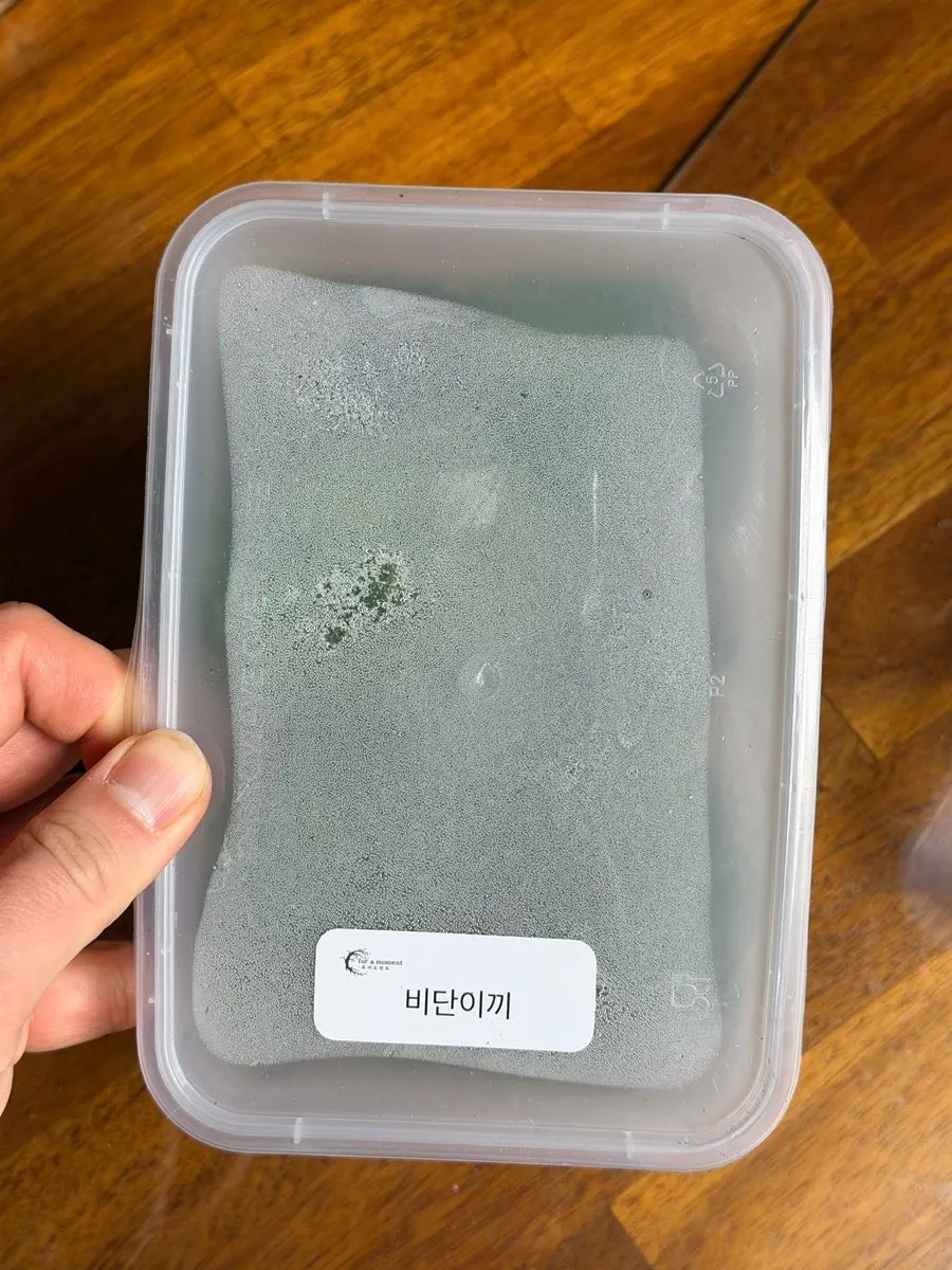 상록넉줄고사리를 중심에 심는 과정