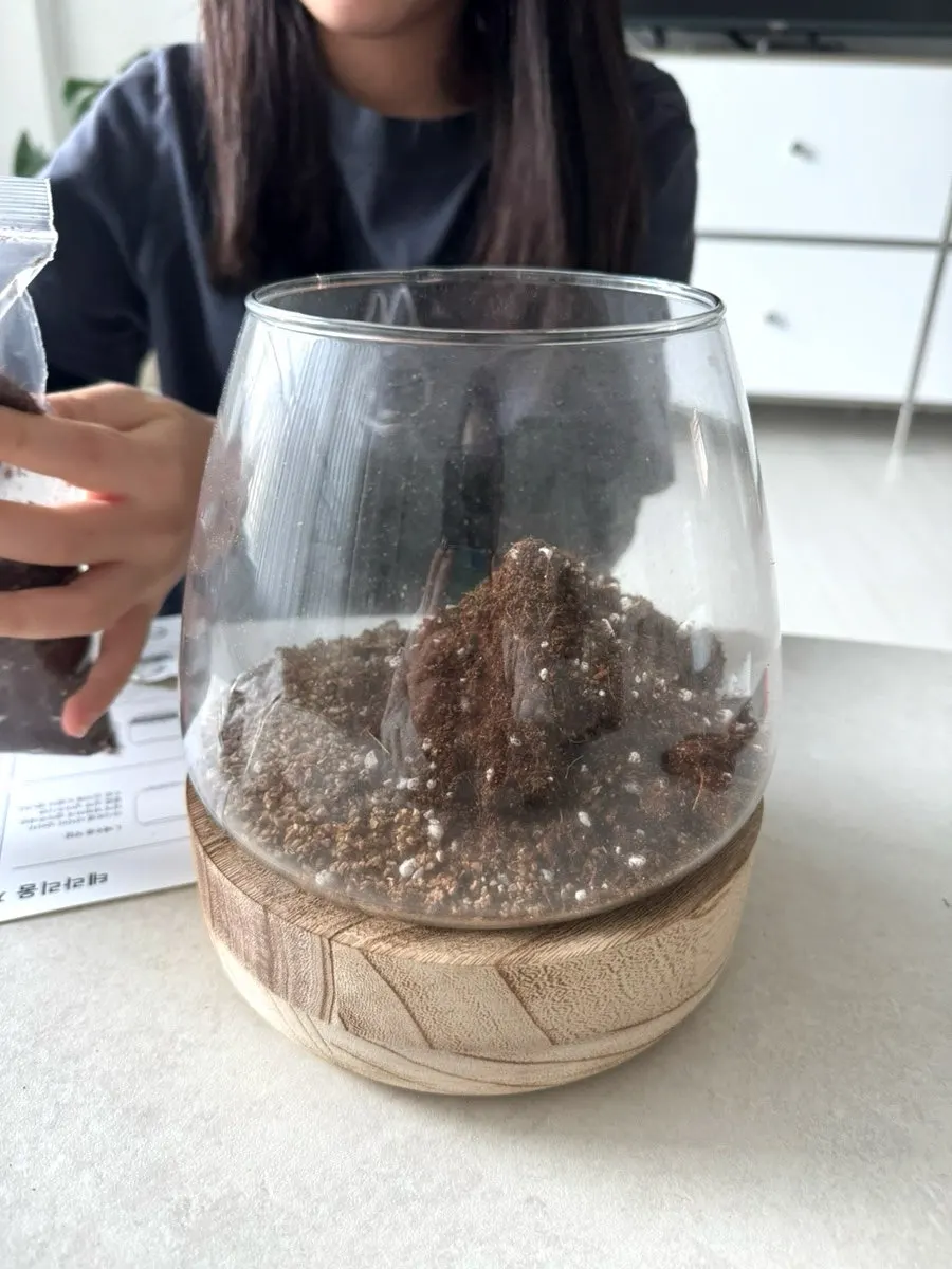 배양토와 화산석으로 테라리움을 꾸미는 과정