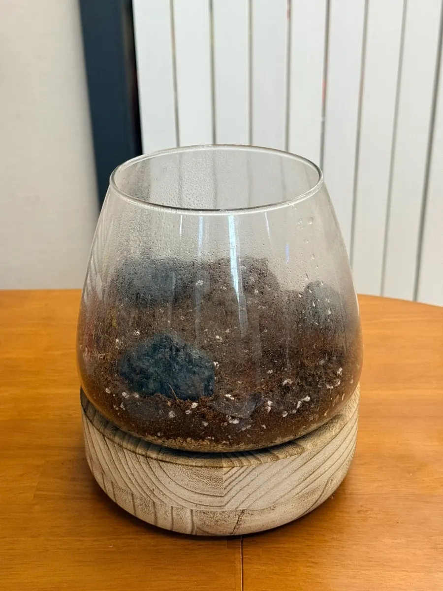 A DIY terrarium kit made with a child