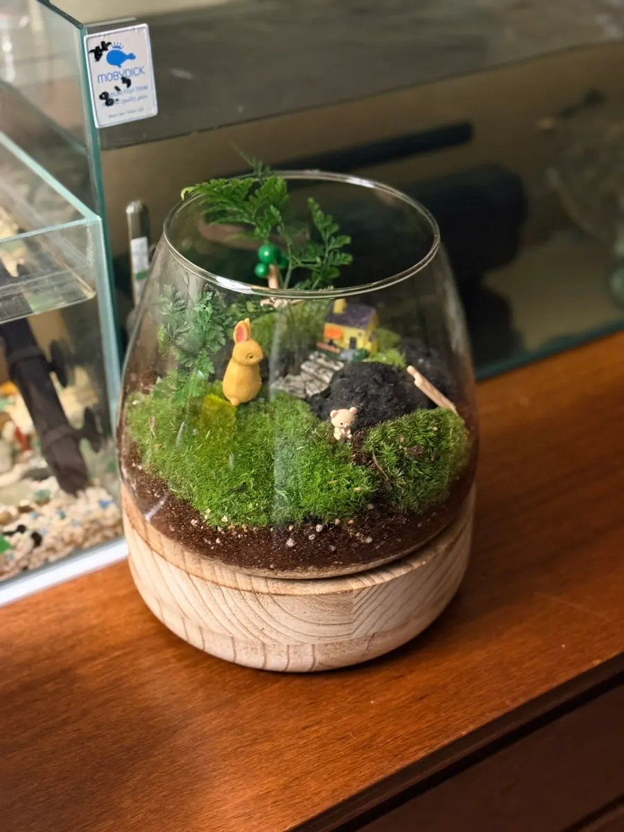 A plant-and-moss terrarium viewed indoors