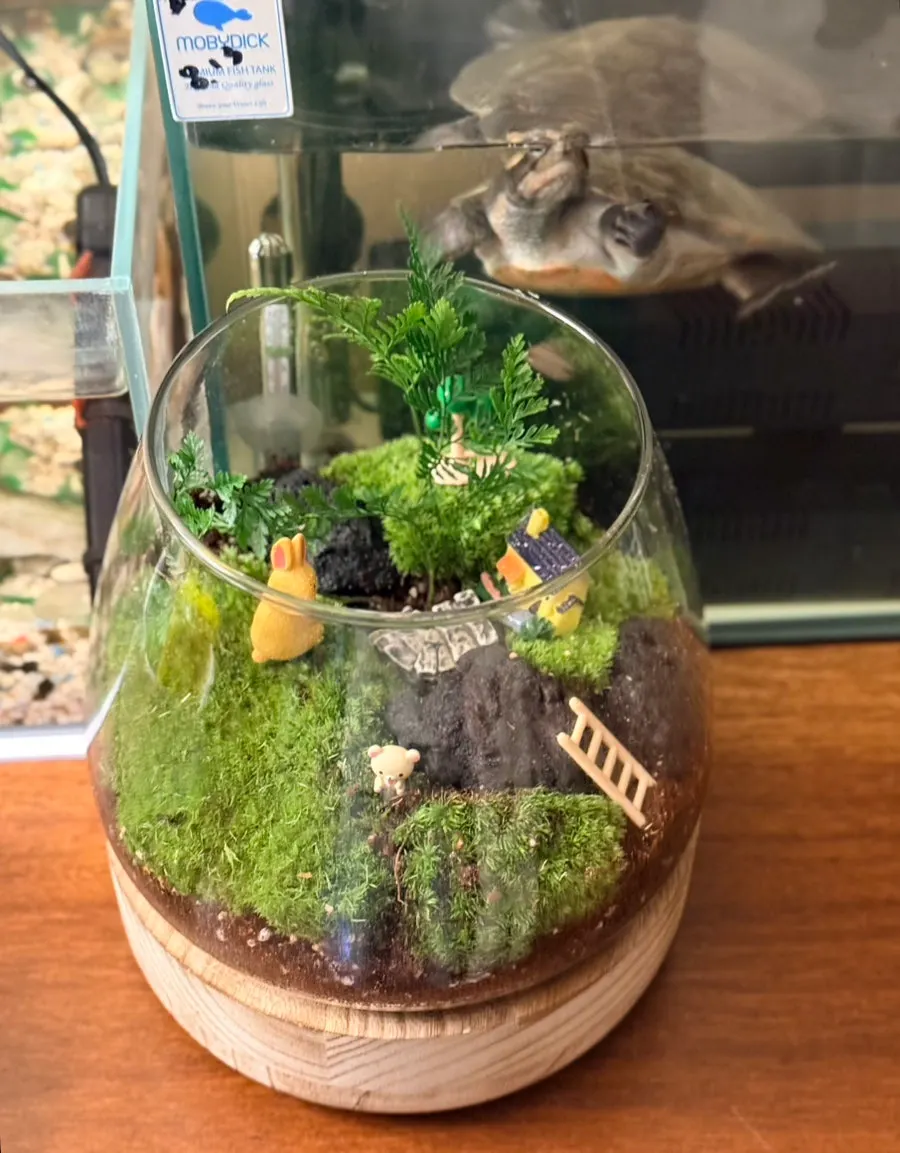 A finished terrarium kept as a decorative piece