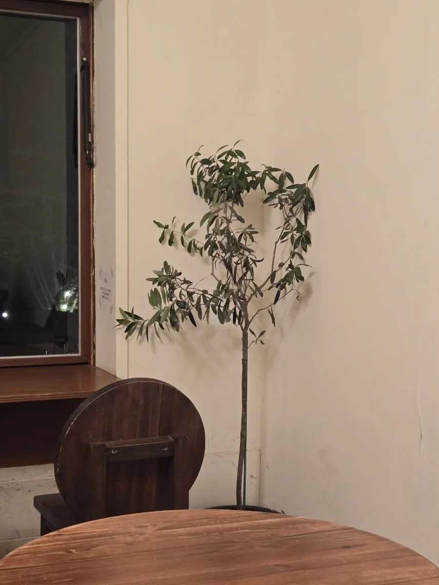 Forerest's outdoor space with tent zone and yard