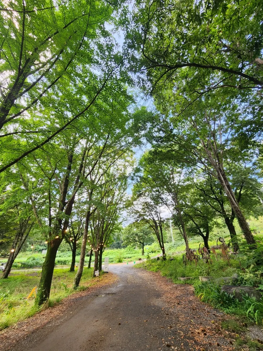 Tree-lined path leading to the café