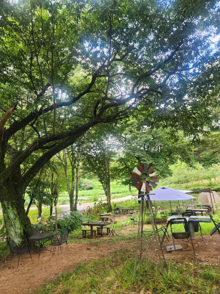 Trees and lawn blending together in Forerest's garden