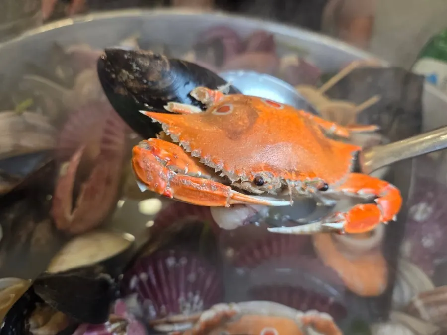 Hot pot full of crab, octopus, squid, and scallop