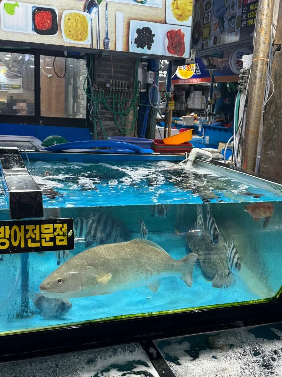 제철 생선과 횟감이 담긴 수조