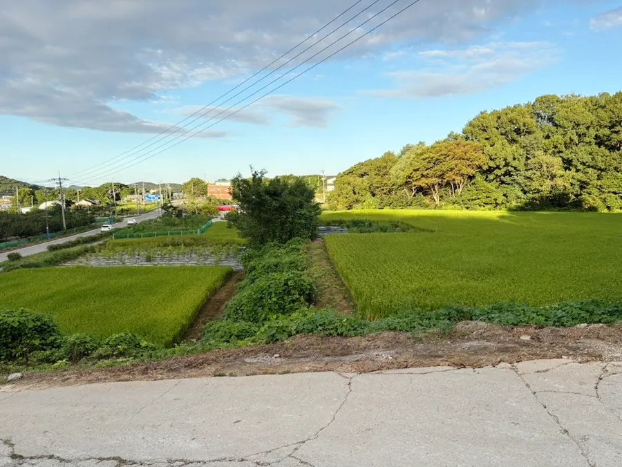 Rice-field scenery around Deok Ori Jumulleok Ganghwa Main Branch