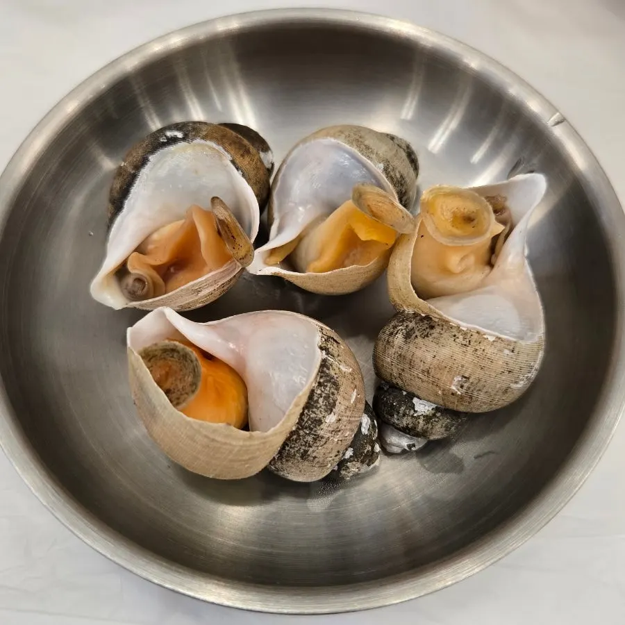 Conch service dish on a plate