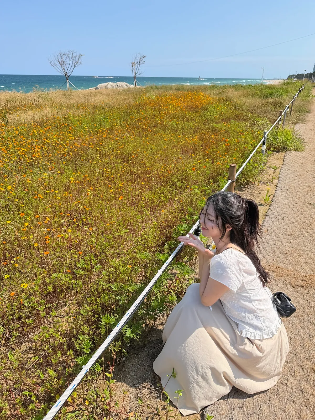 강릉해중공원 전망대 가는 길 바위와 코스모스