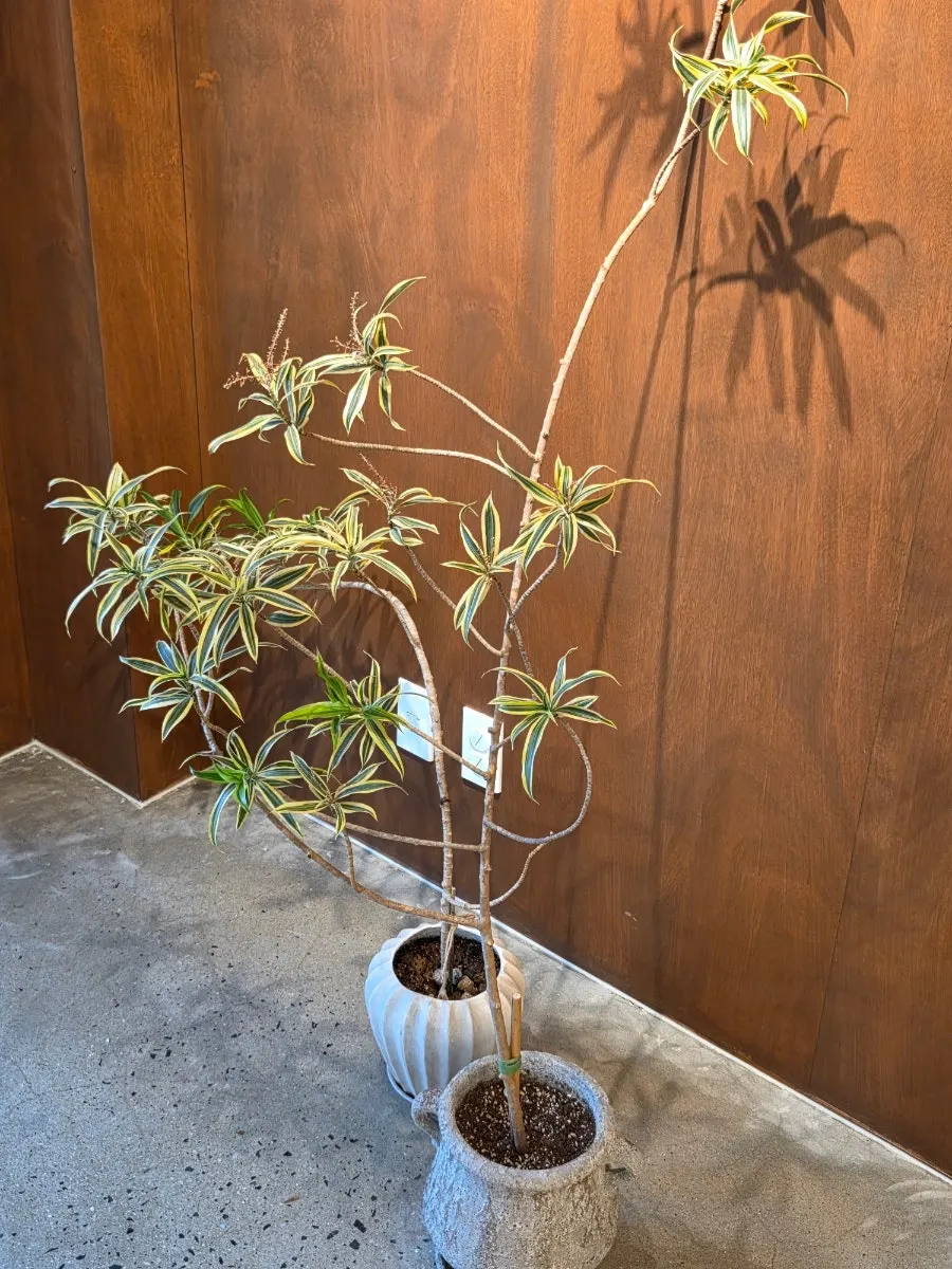 A corner of the café with coffee-related items on display