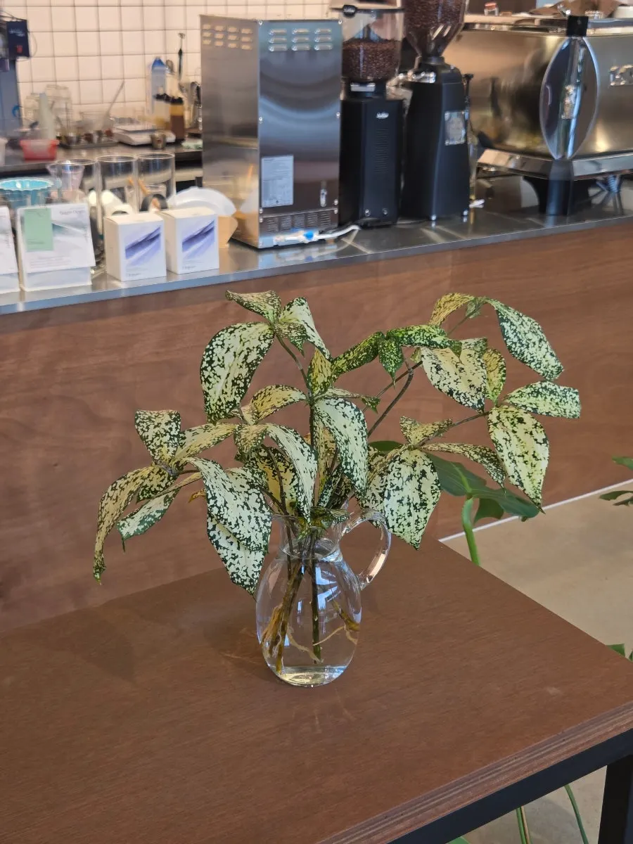 A display shelf with an aesthetic café vibe