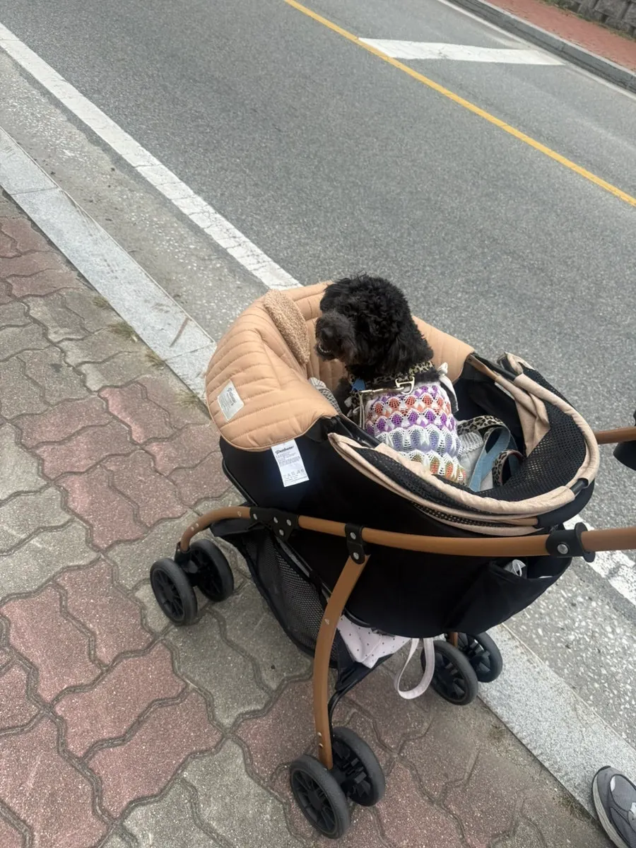 한옥 정원을 배경으로 한 반려견 유모차