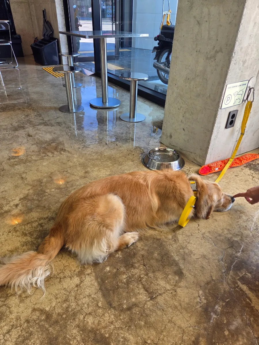 Golden retriever napping on the floor of the restaurant