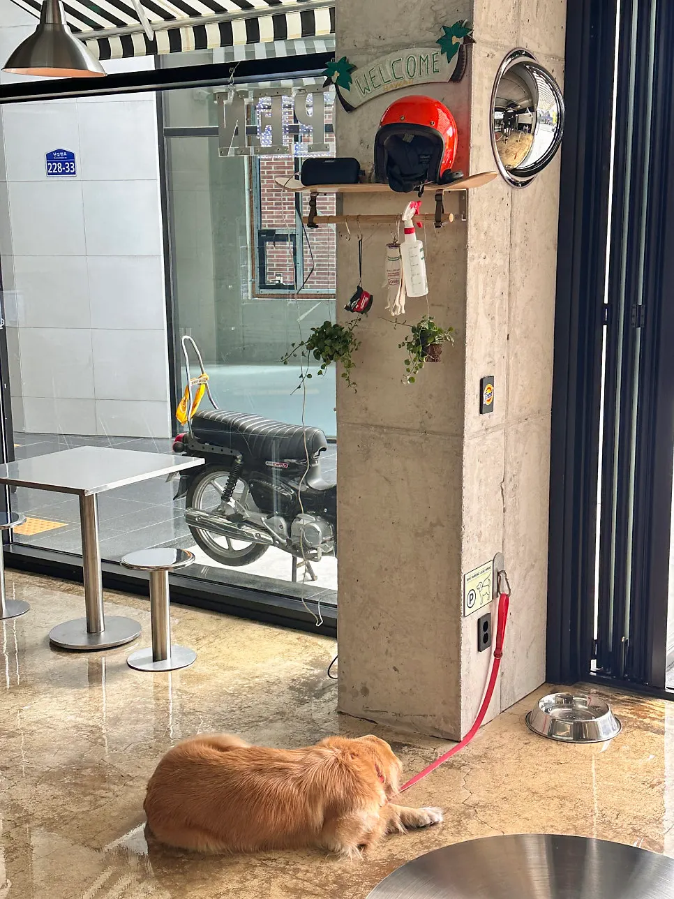 Pet-friendly interior at Moana Burger