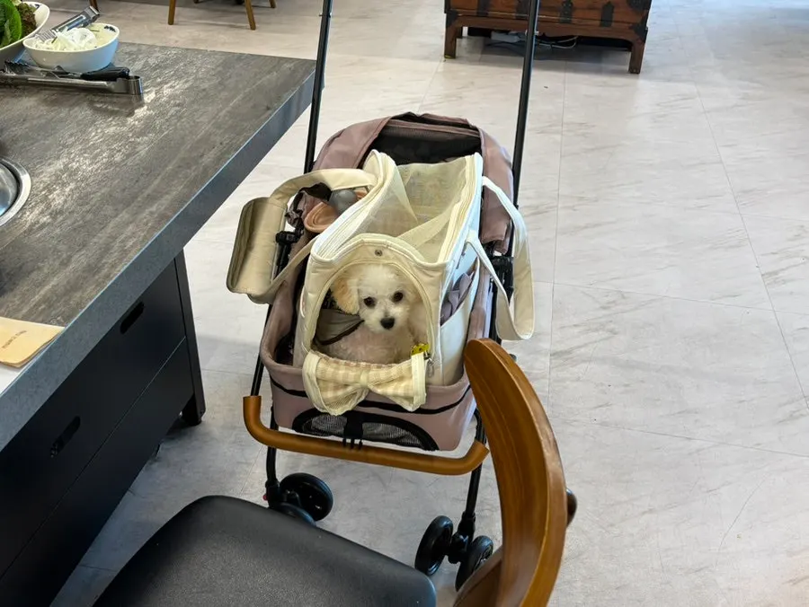 Anjing menunggu di dalam stroller di samping meja makan