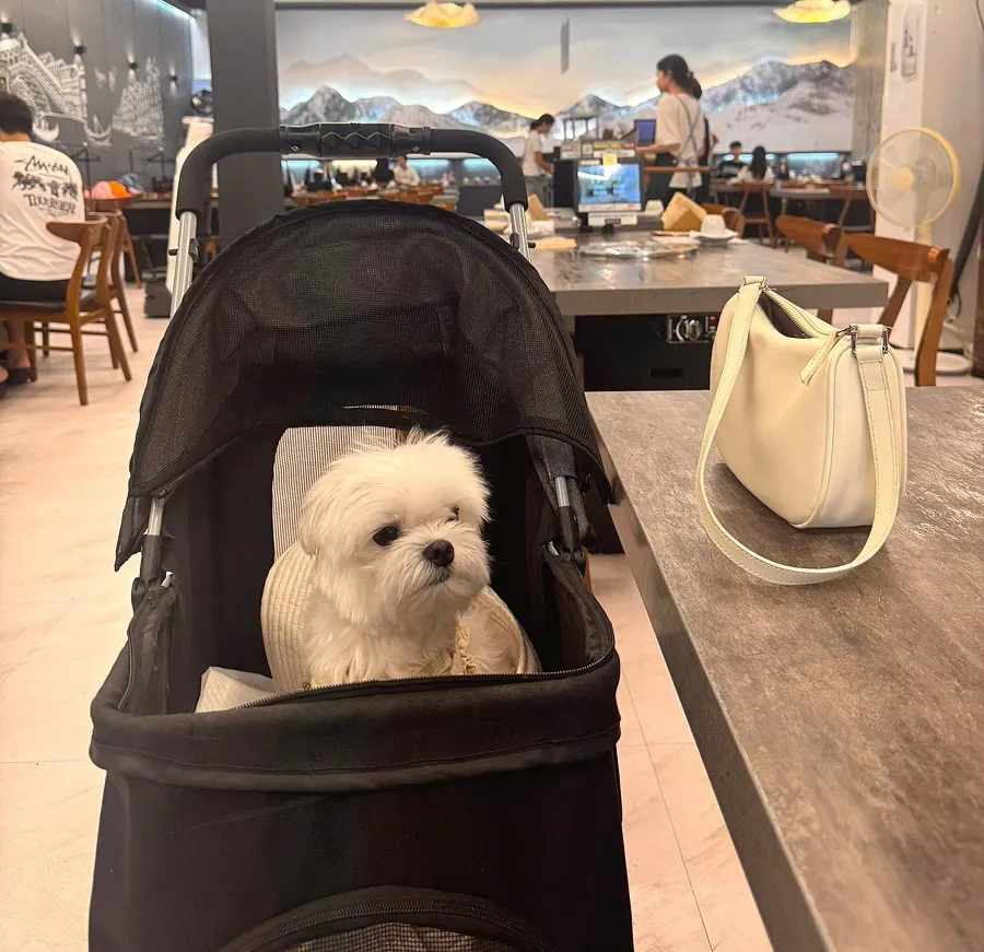 Separated dog-friendly seating section at Chodang Uga
