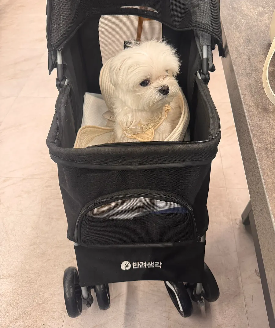 Pet stroller provided at the restaurant
