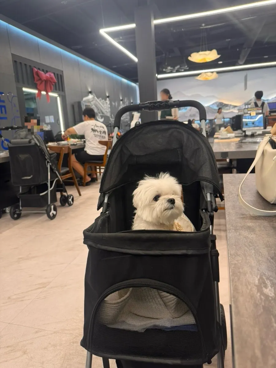 Inside Chodang Uga with the pet dog