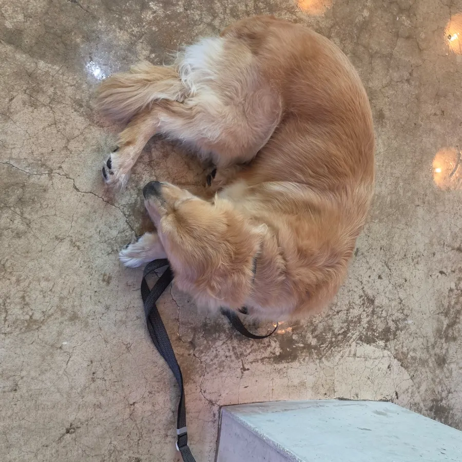 Yeoreum, the resident retriever at Moana Burger