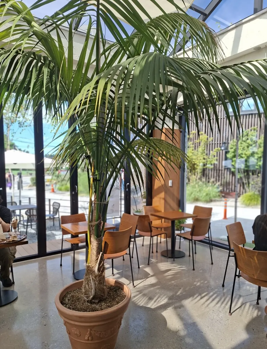 Café interior with plants and wood tones