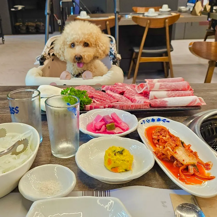 Final photo from the dog-friendly meal at Chodang Uga