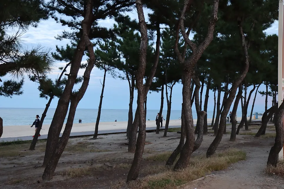 Gyeongpodae pine forest scenery at sunset