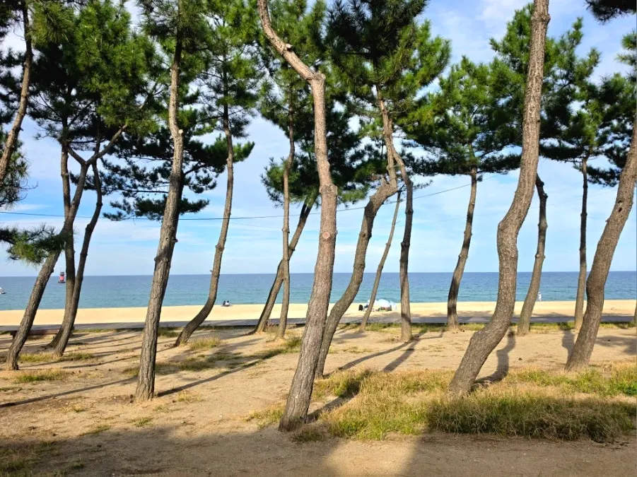 Sea view from the sashimi restaurant in front of Gyeongpodae Beach