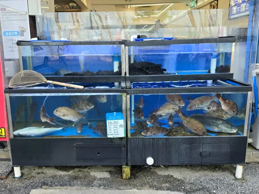 Full view of the interior at Samsami-ne Gyeongpodae Main Branch