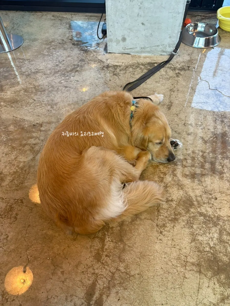 Yeoreum, the resident dog at Moana Burger