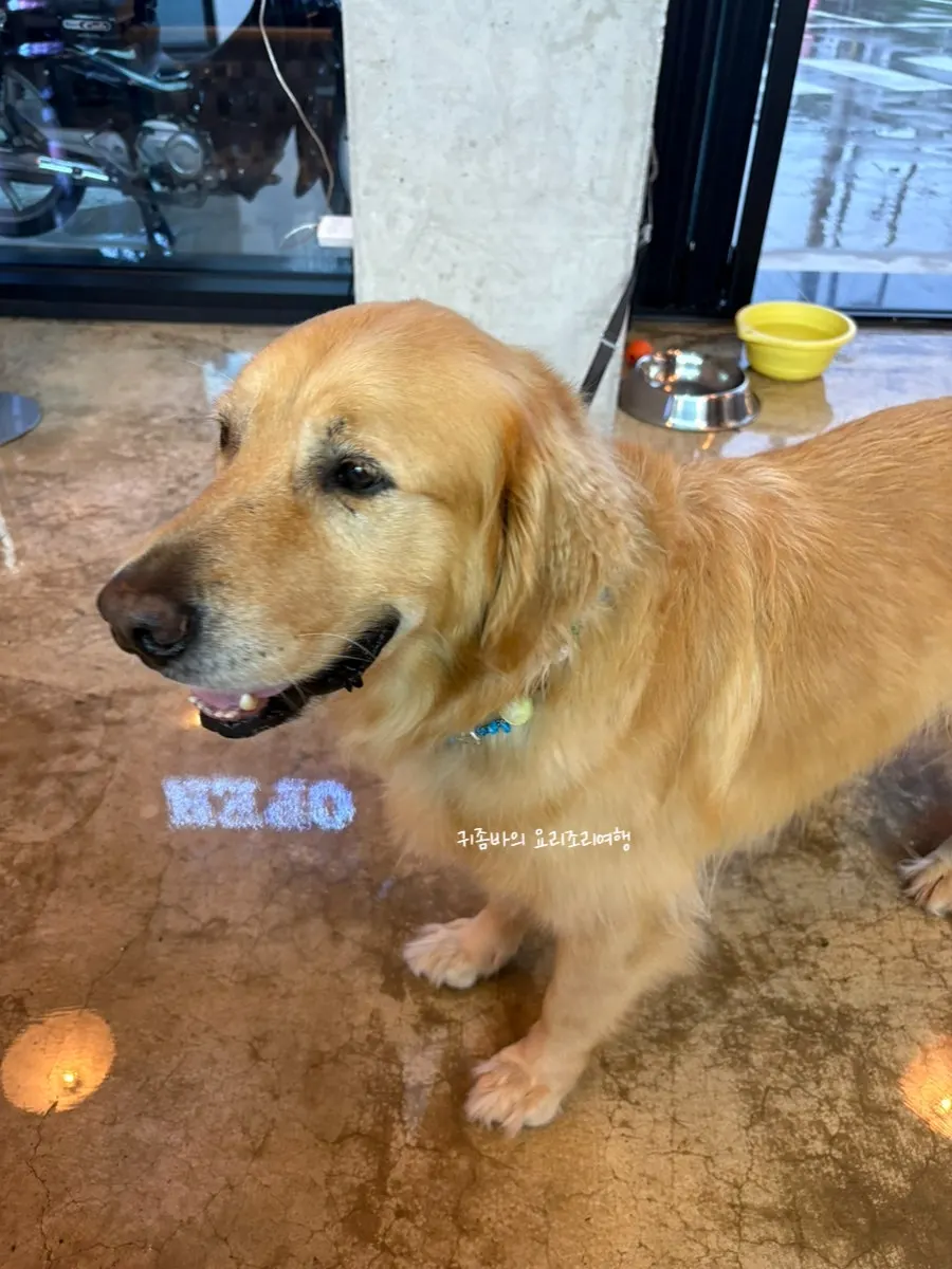 Yeoreum, Moana Burger's mascot dog, waiting for chicken