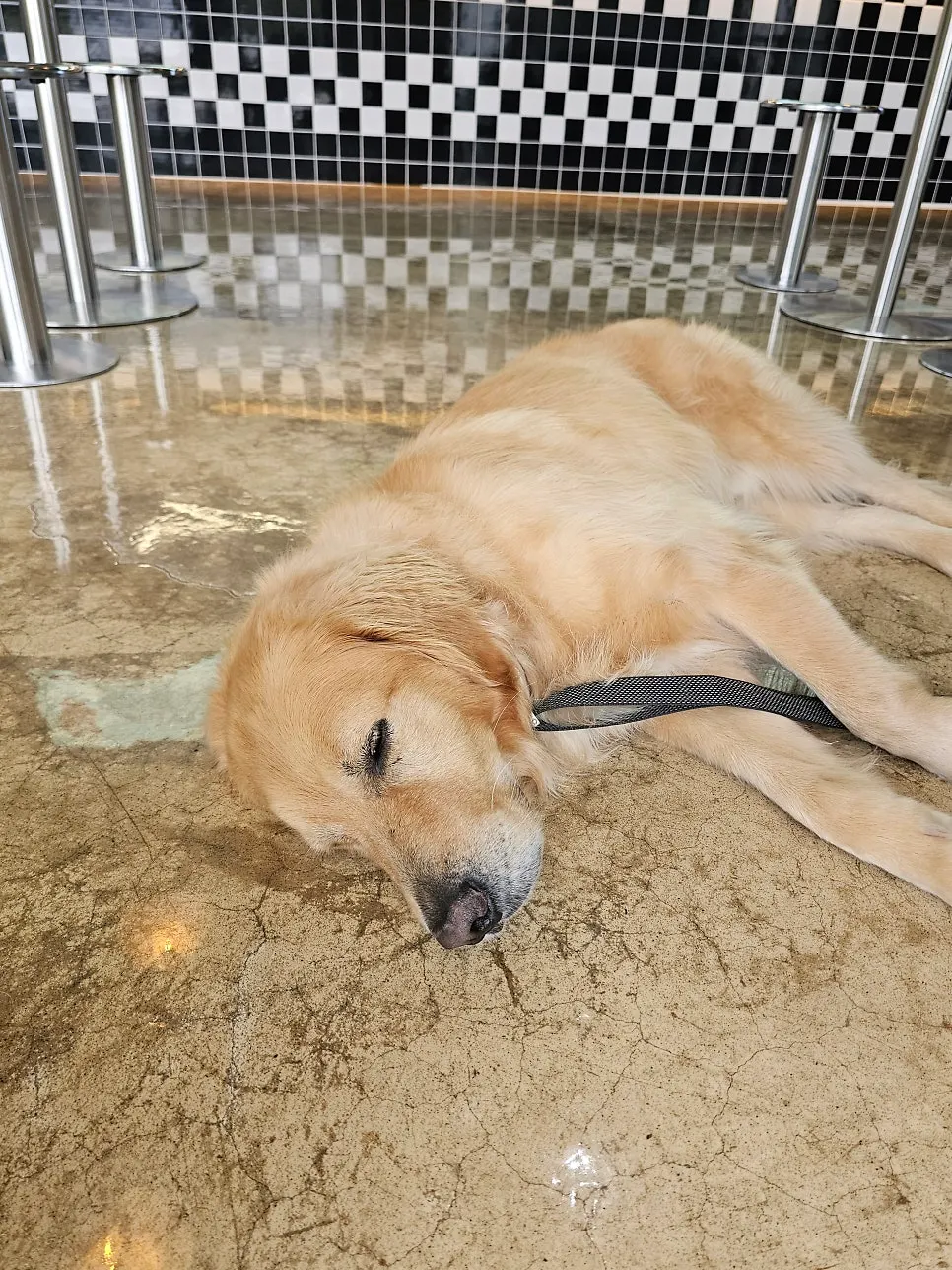 모아나버거 상주견 여름이