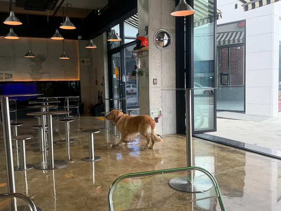 Dog sprawled out sleeping on the store floor