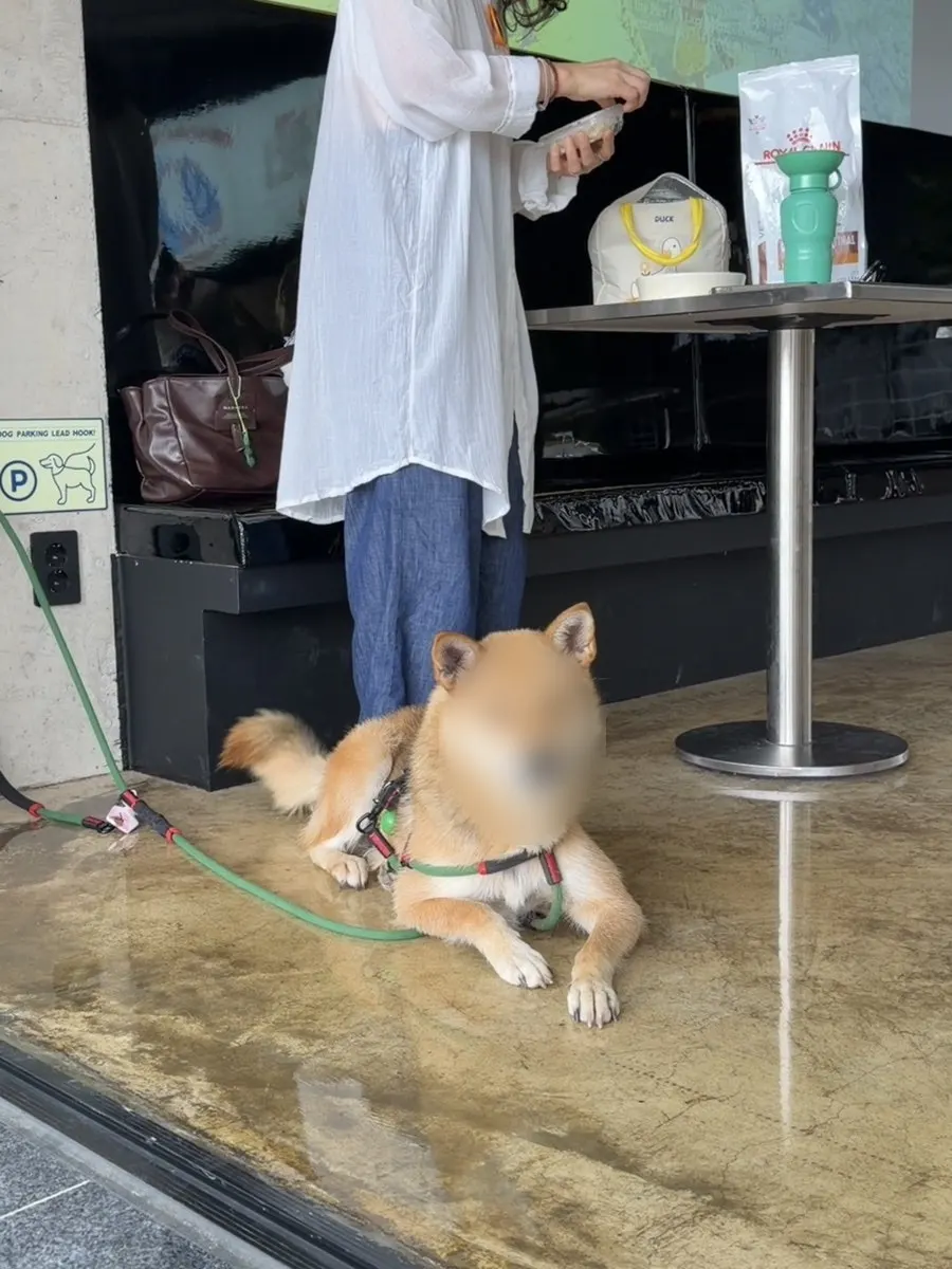 강아지 파킹이 가능한 애견동반 자리