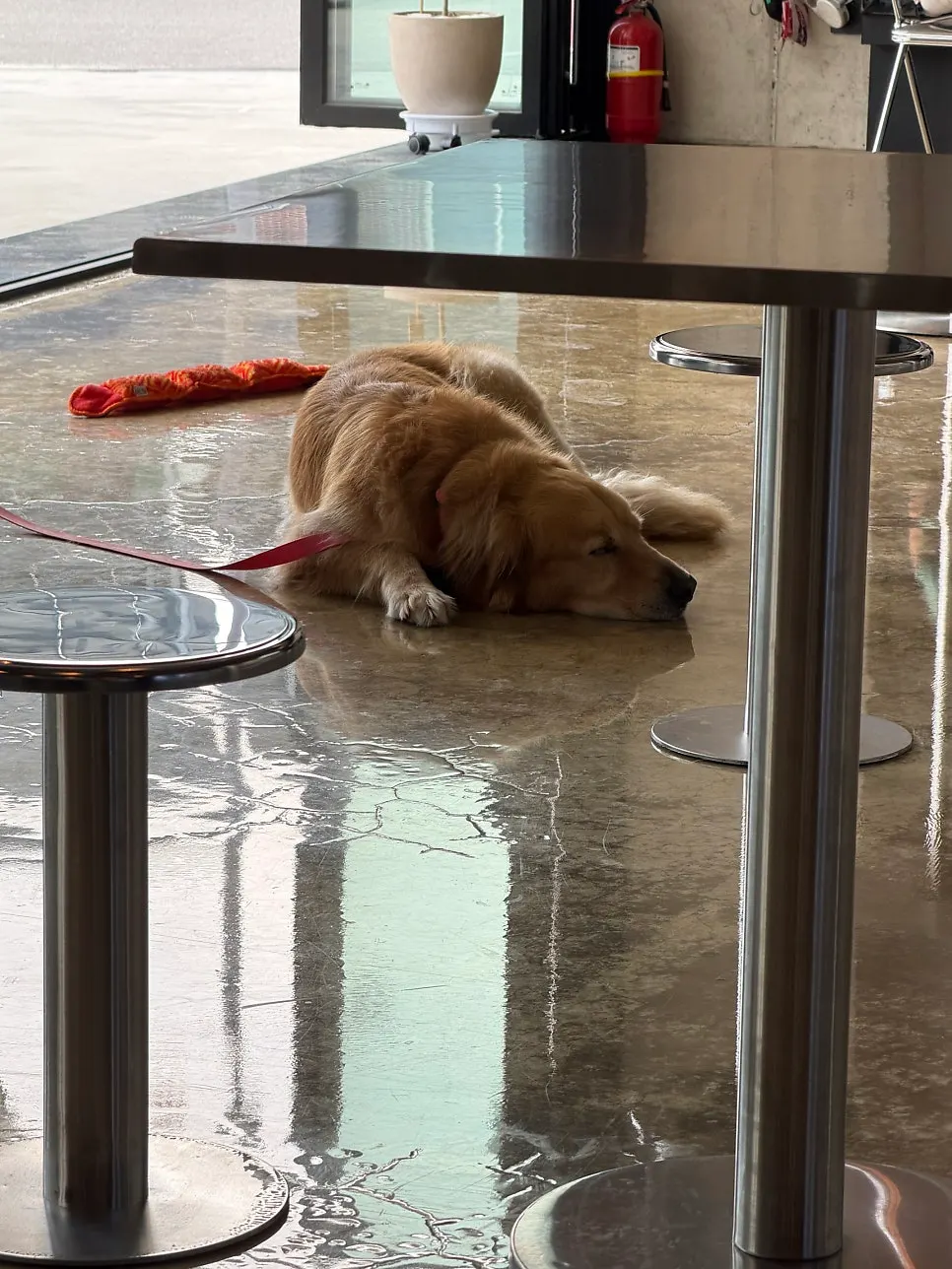 The resident dog sitting outside Moana Burger