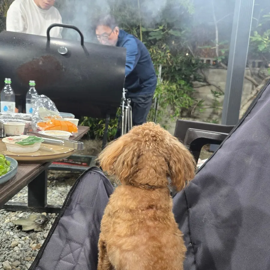 Family dog Choco joining the barbecue spot